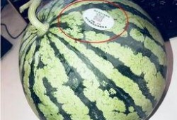 网红吃瓜地址,一场视觉与味蕾的双重盛宴
